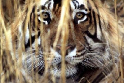 Tigre devorador de homens foi abatido na Índia neste domingo