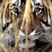 Tigre devorador de homens foi abatido na Índia neste domingo