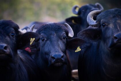 Paraná ensaia retomada da produção de búfalos