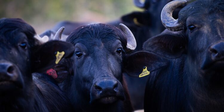 Paraná ensaia retomada da produção de búfalos
