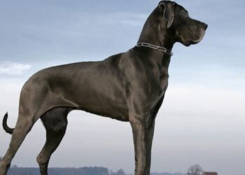 Dogue Alemão, o famoso "cachorro gigante"