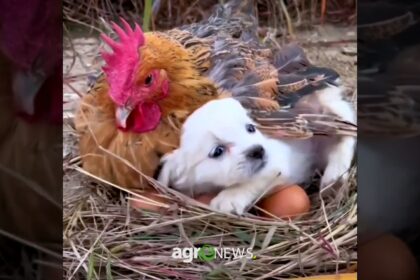 Cachorro acredita ser um pintinho e é adotado por galinha choca e galo