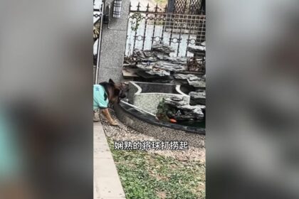 Impressionante! Cachorro salva criança de forma consciente e evita novo acidente