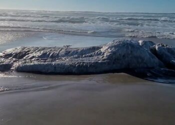 Monstro marinho cabeludo e misterioso aparece em praia dos EUA