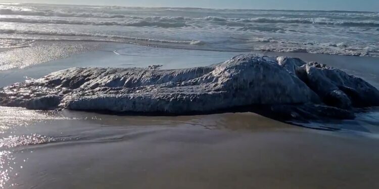 Monstro marinho cabeludo e misterioso aparece em praia dos EUA