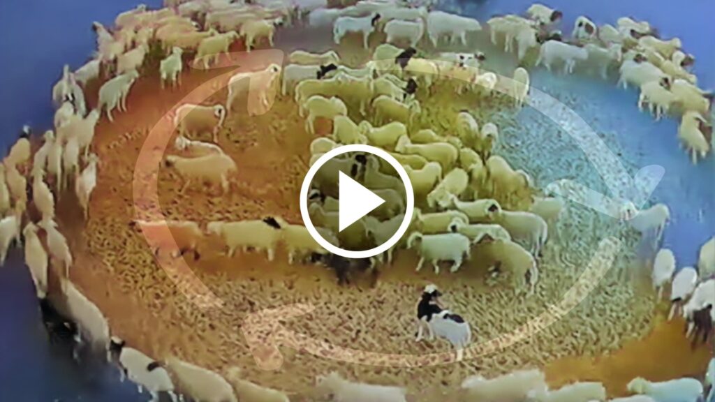 Centenas de ovelhas andam em círculo por 12 dias seguidos em fazenda na China