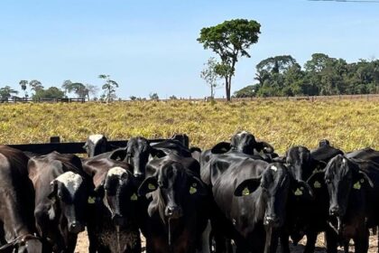 Leite: MT entrega novilhas prenhas para fomentar agricultura familiar