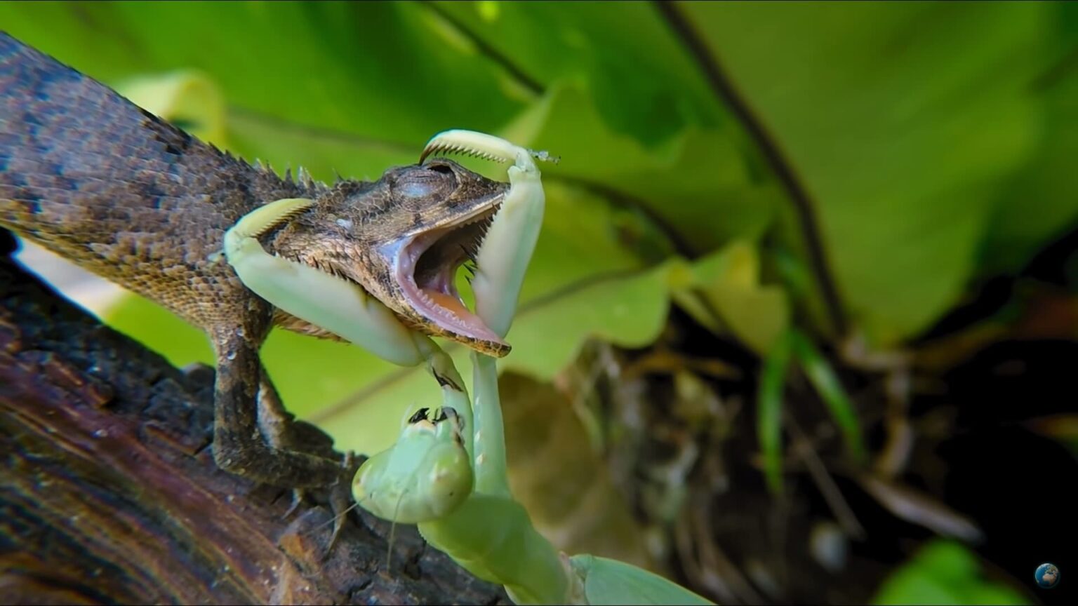 Louva-a-Deus e seu lado carnívoro, vídeo mostra inseto devorando réptil