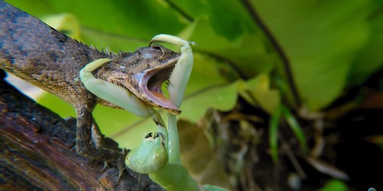 Louva-a-Deus e seu lado carnívoro, vídeo mostra inseto devorando réptil