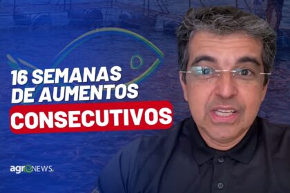 Mercado do Peixe 26 de novembro 2022, 16 semanas de aumentos consecutivos