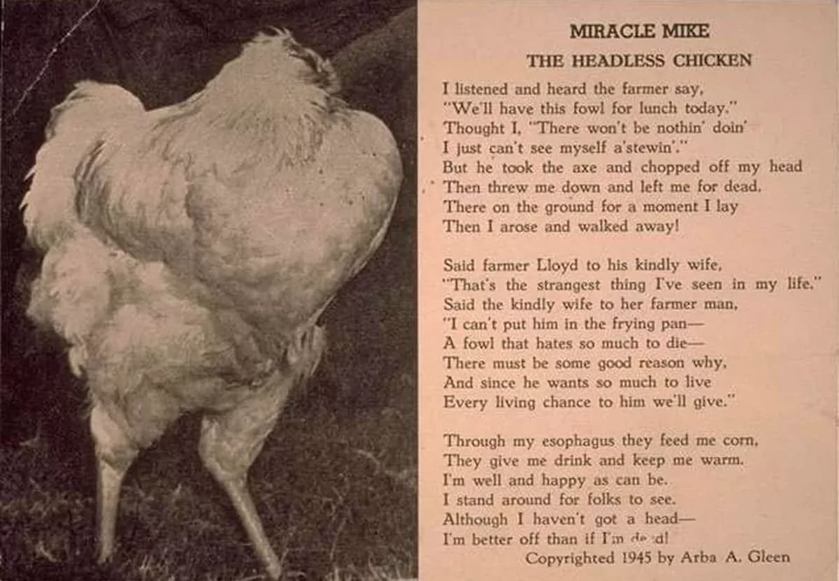 Conheça a história de Mike, o frango sem cabeça 