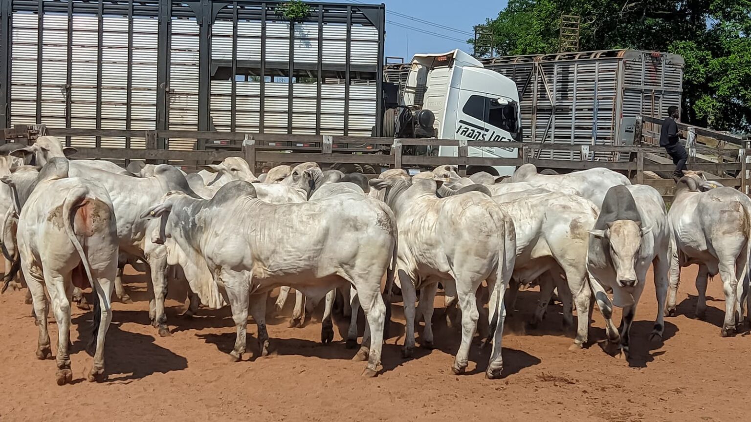 Prova De Ganho De Peso Nelore Mt