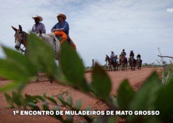 Tradição e festividades no 1º Encontro de Muladeiros de Mato Grosso