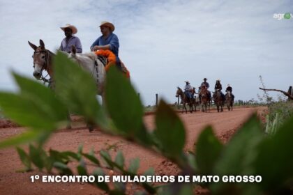 Tradição e festividades no 1º Encontro de Muladeiros de Mato Grosso