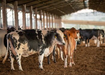 Preço do leite pago cai pelo 4° mês consecutivo em Mato Grosso