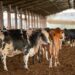 Preço do leite pago cai pelo 4° mês consecutivo em Mato Grosso