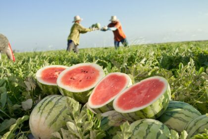 Produção goiana de melancia cresce 23,5%, segundo Agro em Dados