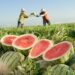 Produção goiana de melancia cresce 23,5%, segundo Agro em Dados