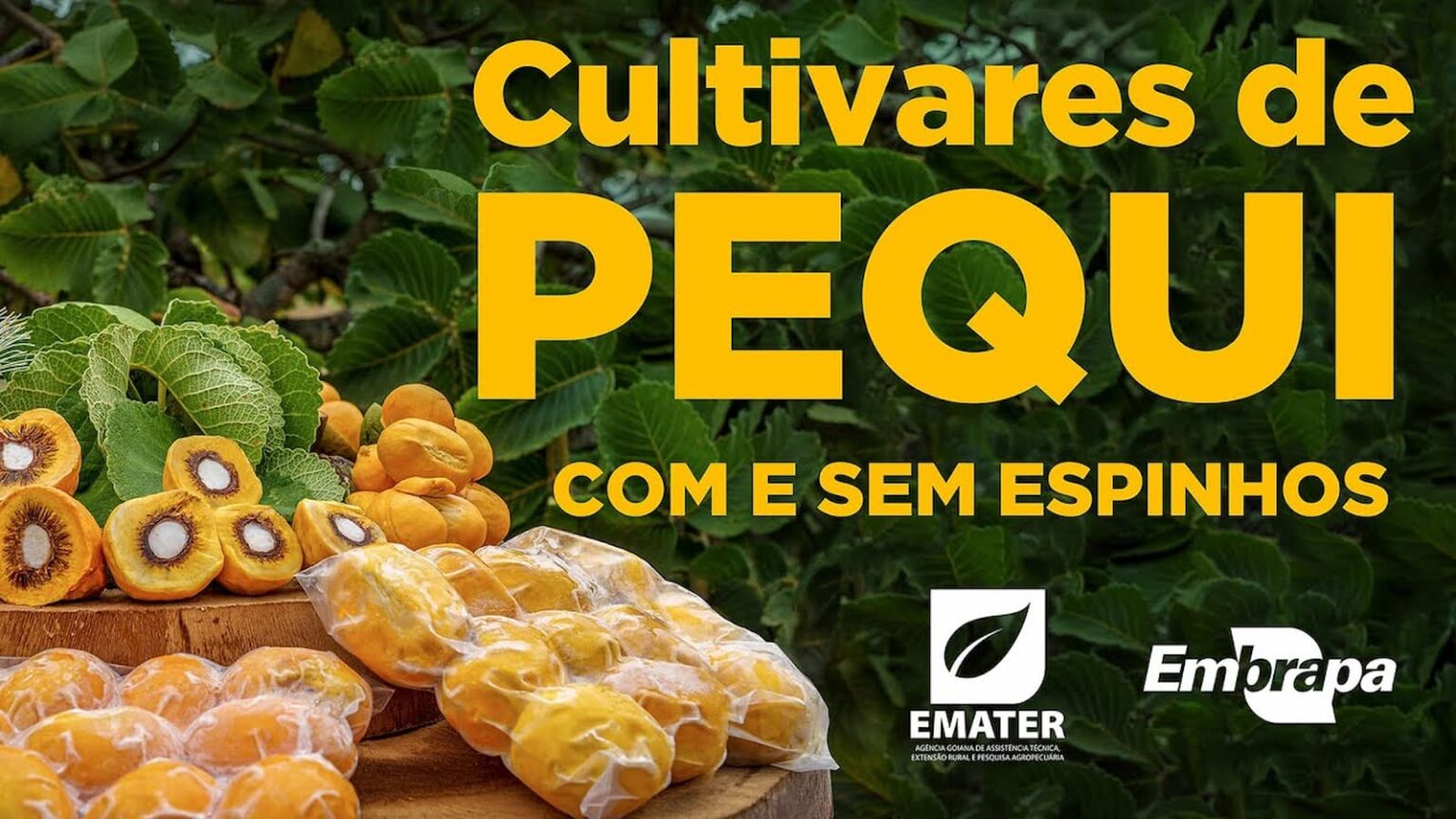 Pequi sem espinhos, novas cultivares são lançadas oficialmente pela Embrapa