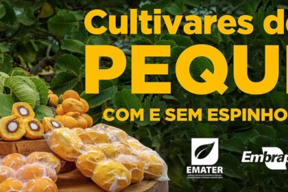 Pequi sem espinhos, novas cultivares são lançadas oficialmente pela Embrapa