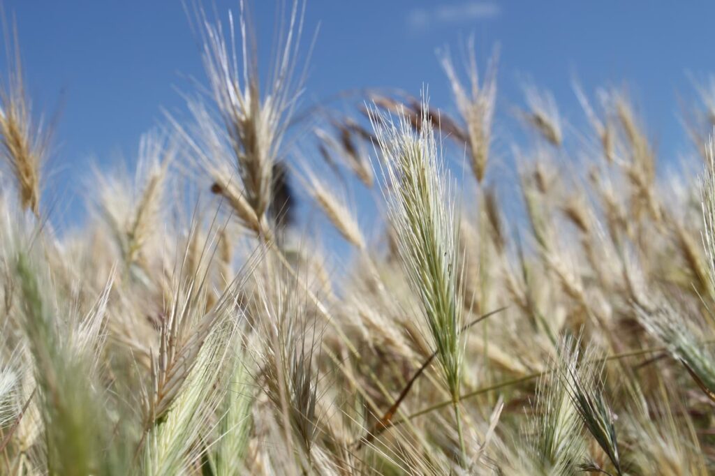 mercado do trigo grãos