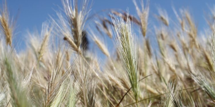 Abundância histórica de trigo pode manter preços sob tensão