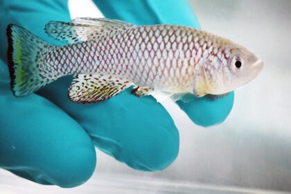 Killifish, descoberta revela segredo para viver mais de 400 anos