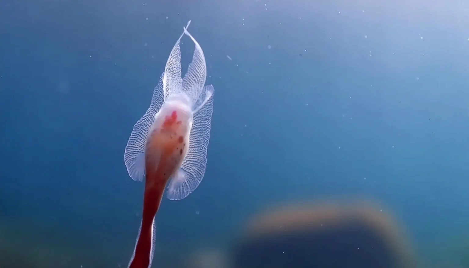 Anjos e Demônios do mar, animais raros e poucos conhecidos