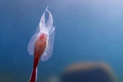 Anjos e Demônios do mar, animais raros e poucos conhecidos