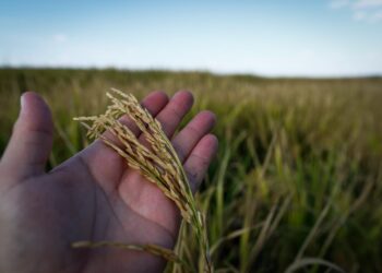 Brasil exporta 199 mil toneladas de arroz, diz Abiarroz