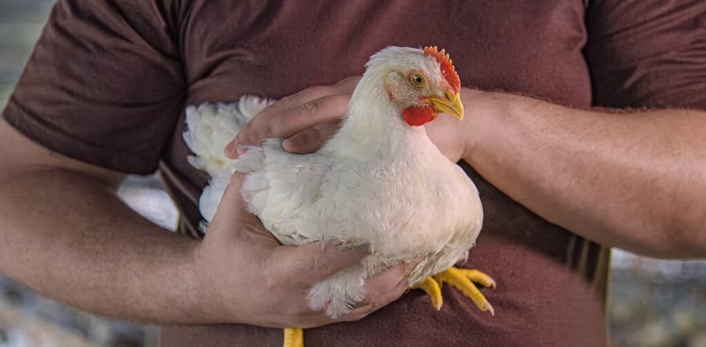 BRF utiliza inteligência artificial para cálculo do peso médio de abate de frangos