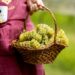 Vinícola Legado dá início às festividades da colheita da uva