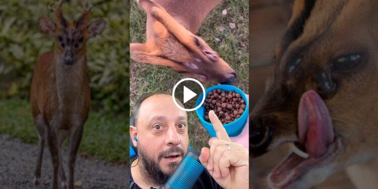 Em vídeo viral, Biólogo desvenda criatura de 6 olhos