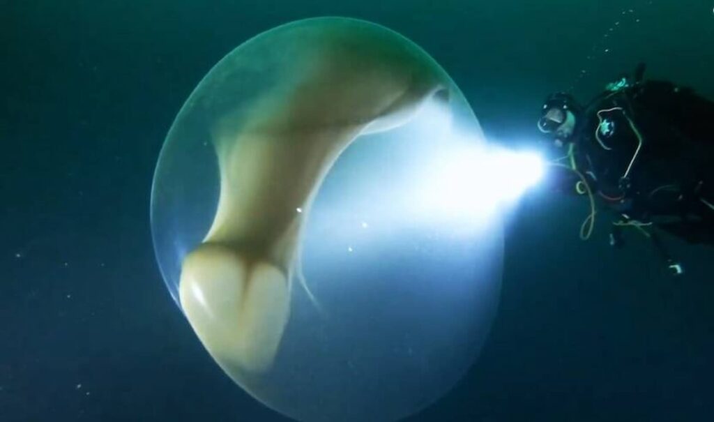 Misteriosa esfera gelatinosa aparece no mar da Noruega