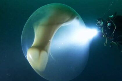 Misteriosa esfera gelatinosa aparece no mar da Noruega