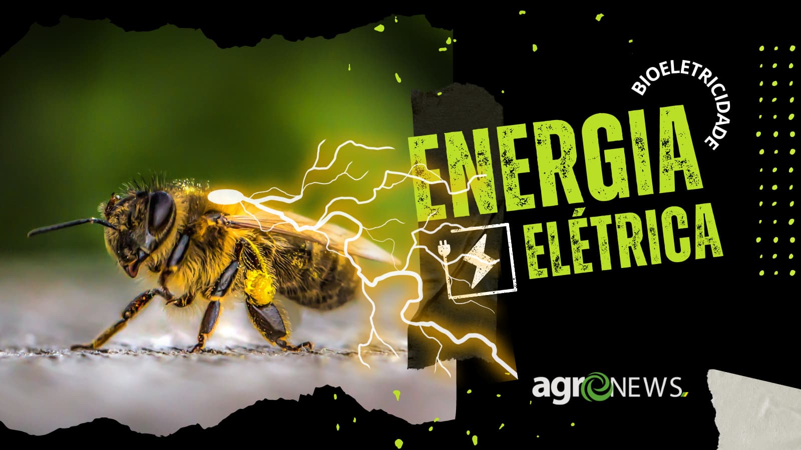 Pesquisadores descobrem que abelhas produzem carga elétrica atmosférica