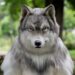 Furry de homem-lobo custou mais de R$ 130 mil