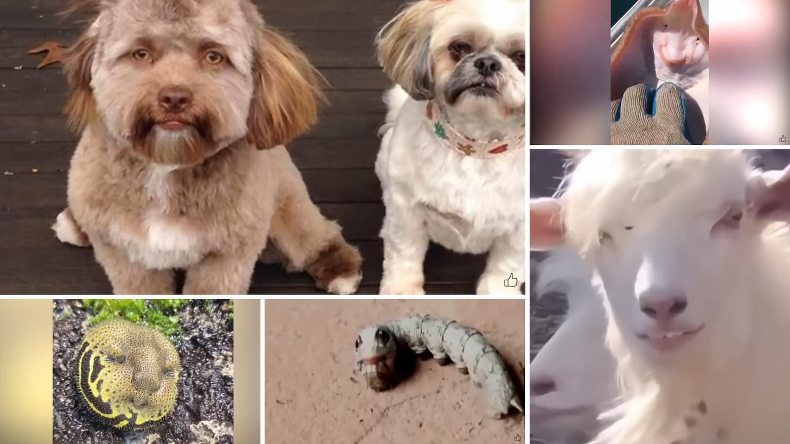 11 animais com rostos humanos que fizeram a internet explodir