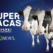 Cientistas chineses conseguem clonar super vacas capazes de produzir 18 ton de leite por ano