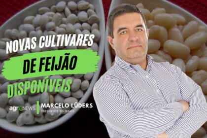 Novas cultivares de feijão com maior produtividade chegam ao mercado