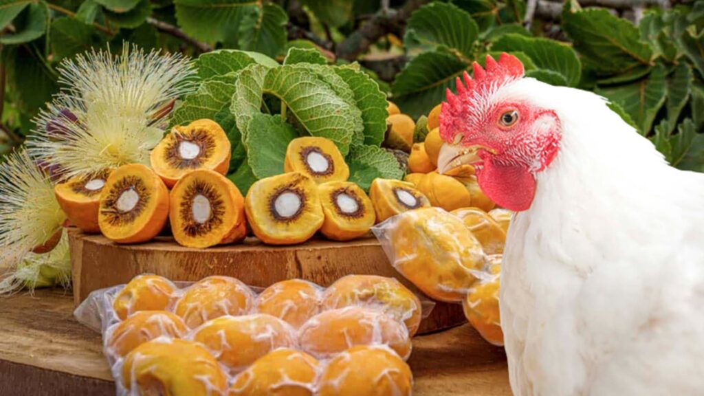 Pesquisa inédita pode revolucionar setor avícola com uso de óleo de pequi e baru na nutrição de aves