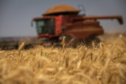 Preços do trigo continuam em queda