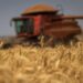 Preços do trigo apresentam variações no mercado
