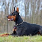 Dobermann Grama 1