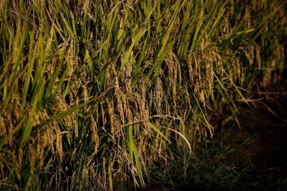 Preços do arroz estão elevados, liquidez baixa