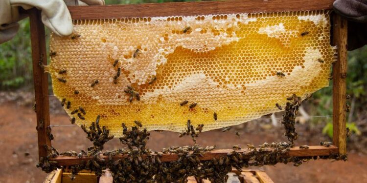 Mato Grosso investe na produção de mel da agricultura familiar