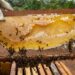 Mato Grosso investe na produção de mel da agricultura familiar