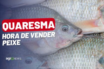 Mercado do Peixe 26 de março 2023, quaresma aquece o setor