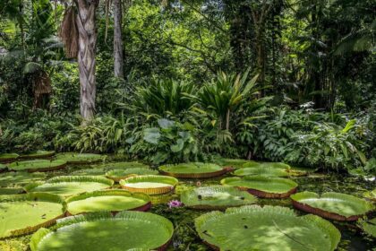 Floresta Amazônica - a maior emissora de CO2 do Brasil