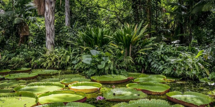 Floresta Amazônica - a maior emissora de CO2 do Brasil